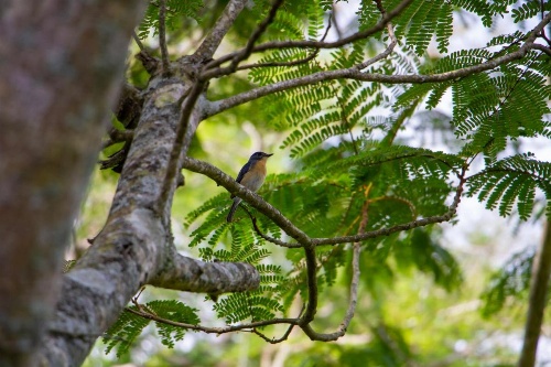 Bougainvillea Retreat image 28